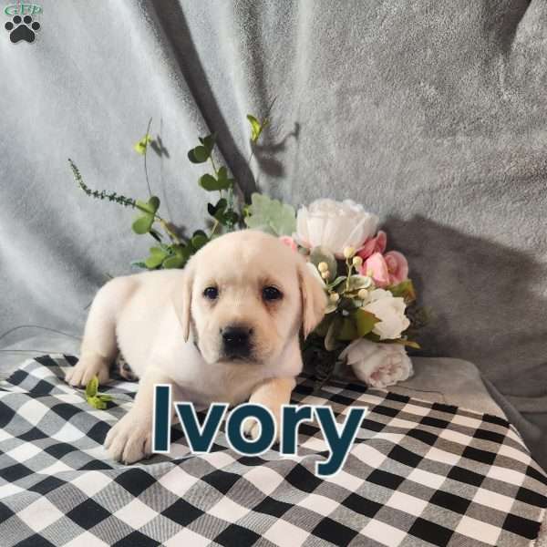 Ivory, Fox Red Labrador Retriever Puppy